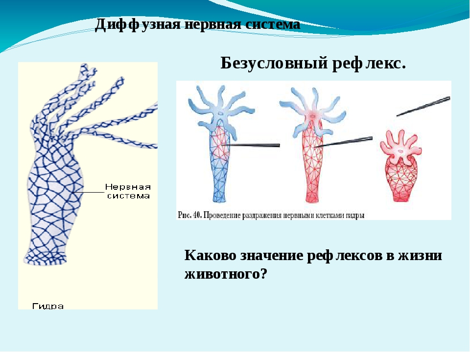 Кракен магазин krakens13 at
